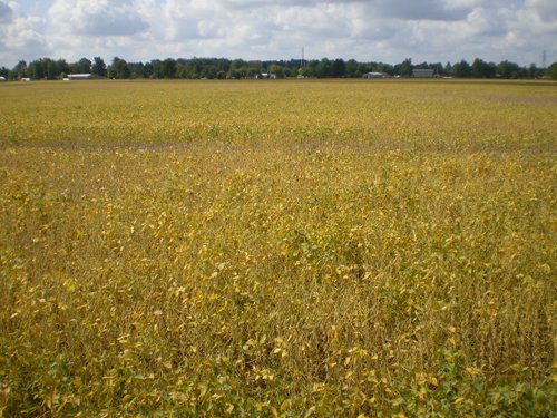 Property photo 33 - 75+/- Acres in 9 Tracts